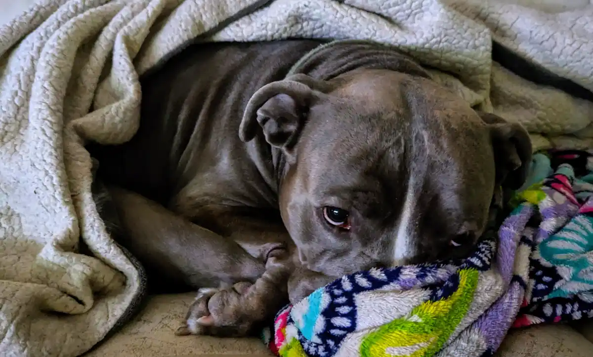 A gray pit bull dog is curled up under a beige blanket, looking sad and tired with one eye partially closed. It's resting…
