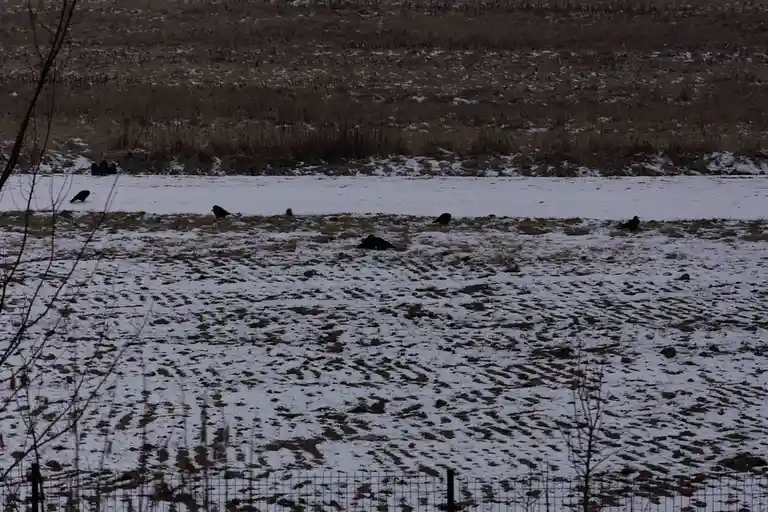 A snowy field with patches of grass, where several black crows are scattered across the landscape, some standing, some…