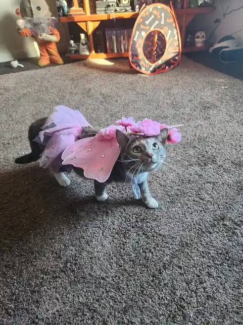 Meet Lilly, the Enchanting Fairy Princess