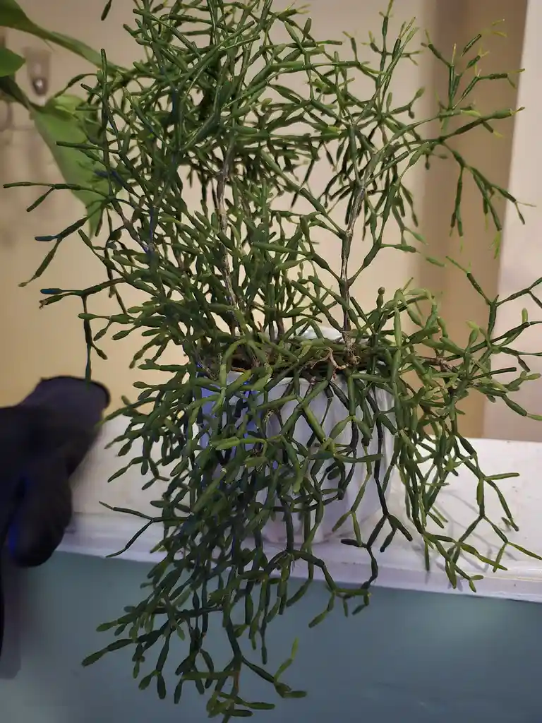 A close-up photo shows a green, vine-like houseplant with thin, segmented stems overflowing from a white pot, placed on a…