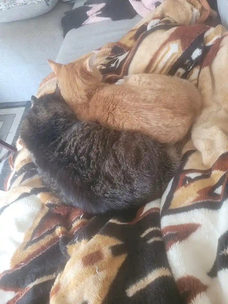 Two cats, one dark tabby and one orange tabby, are curled up together on a patterned blanket on a couch. The orange cat is…