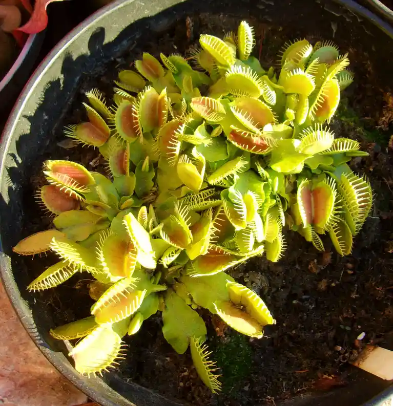 A close-up photo shows a potted Venus flytrap plant with many open, toothed traps in bright green and reddish hues, growing…