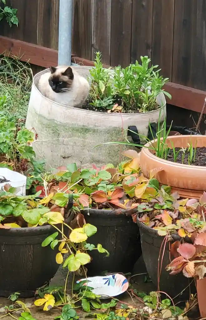 A siamese cat with dark face and ears sits calmly inside a large, light-colored fabric planter filled with green plants…