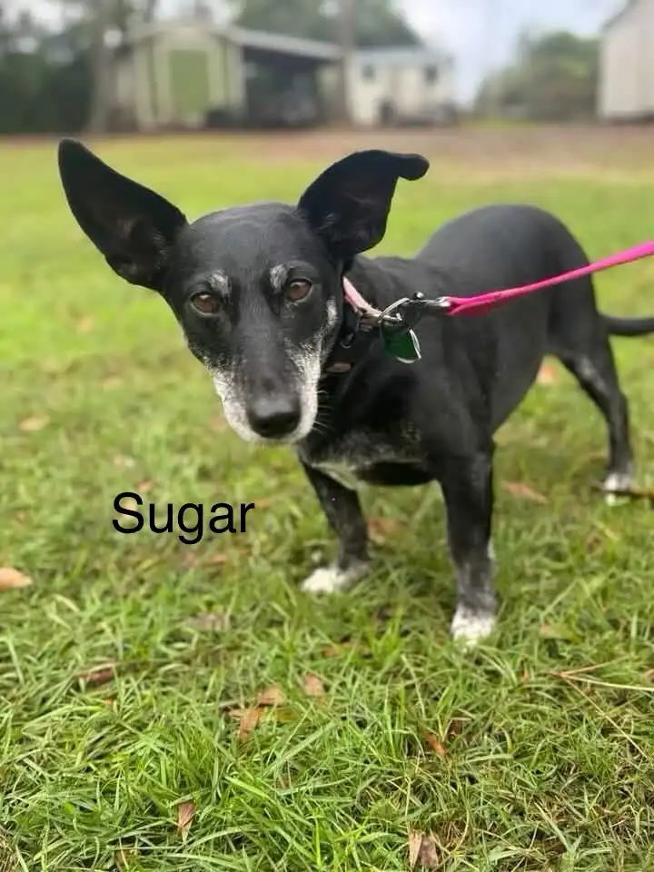 A black dog with white muzzle and paws stands on green grass, wearing a pink leash and collar, looking directly at the…