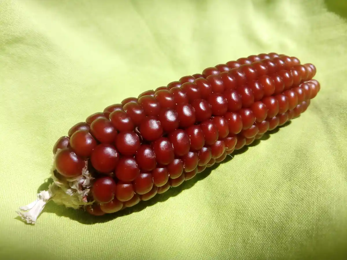 A close-up photo shows a single ear of red corn with glossy kernels, resting diagonally on a bright lime-green fabric. The…