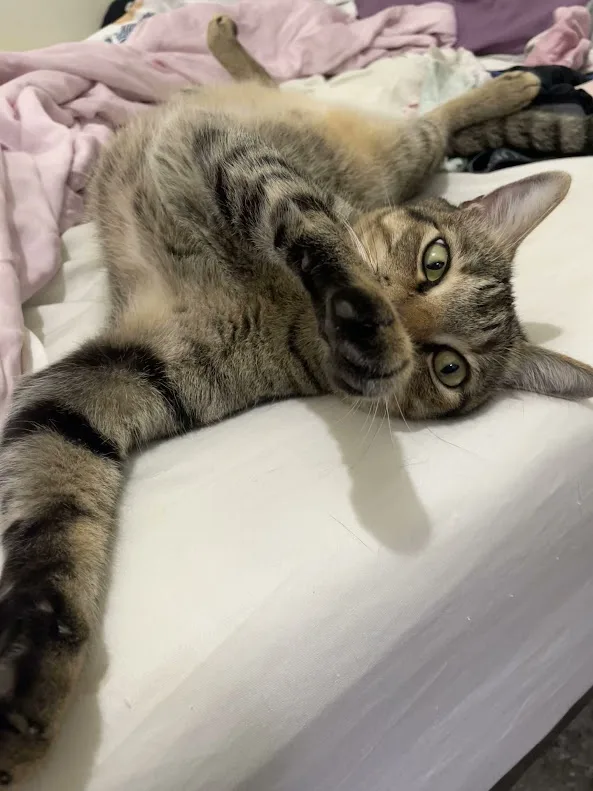 A tabby cat lies on its back on a white bedsheet, paws up, looking directly at the camera with wide green eyes. The cat's…