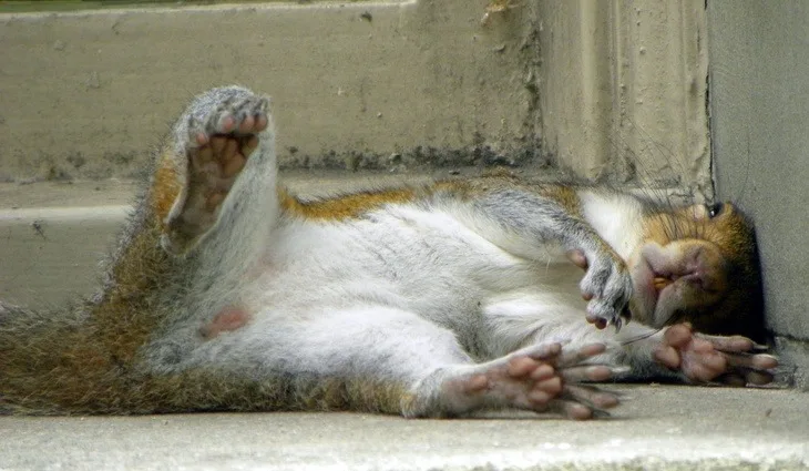 How Acorns and Pine Nuts Turned This Little Guy's World Upside Down