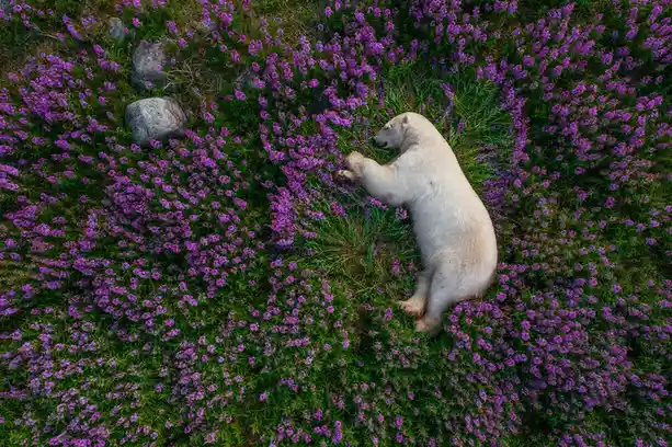 An aerial view shows a white polar bear lying on its side in a field of dense purple wildflowers, surrounded by green…