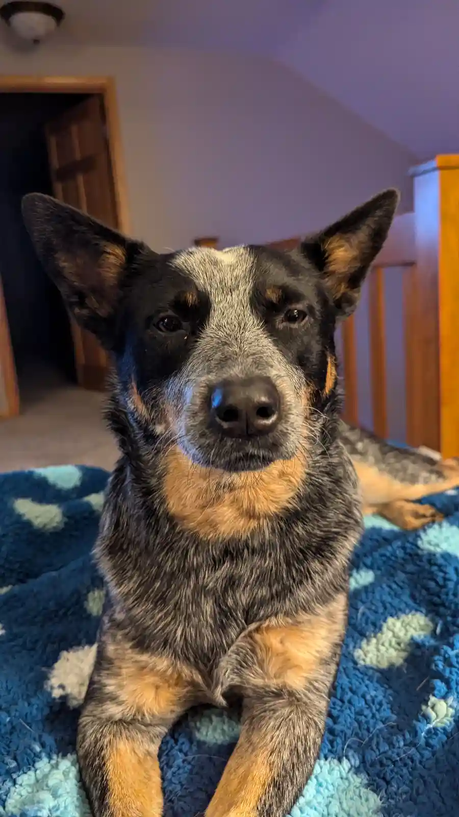 A close-up photo of a blue heeler dog with black, grey, and tan fur sitting on a blue and light blue patterned blanket. The…