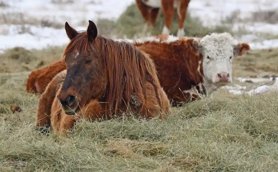 A brown horse with a long mane lies resting in dry grass, partially obscured by it, while a brown and white cow lies behind…