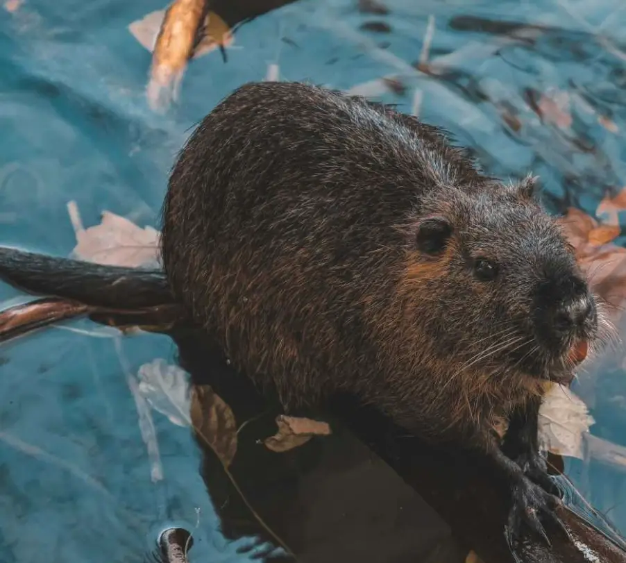 A close-up photo of a wet, dark-furred beaver partially submerged in blue water, holding onto a branch with its front paws…