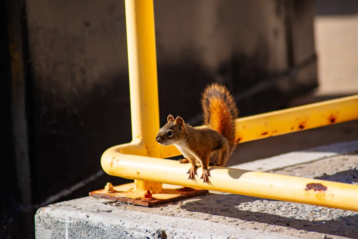 A small brown squirrel with a bushy tail stands alert on a yellow metal railing, which shows some rust. The background is a…
