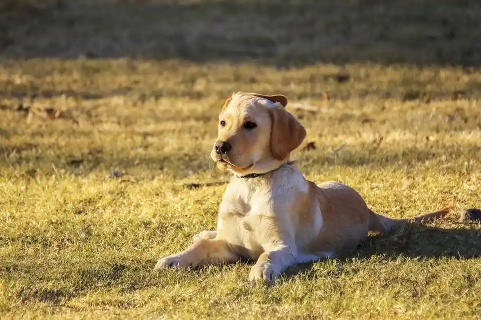 The Joyful Golden Retriever Spirit
