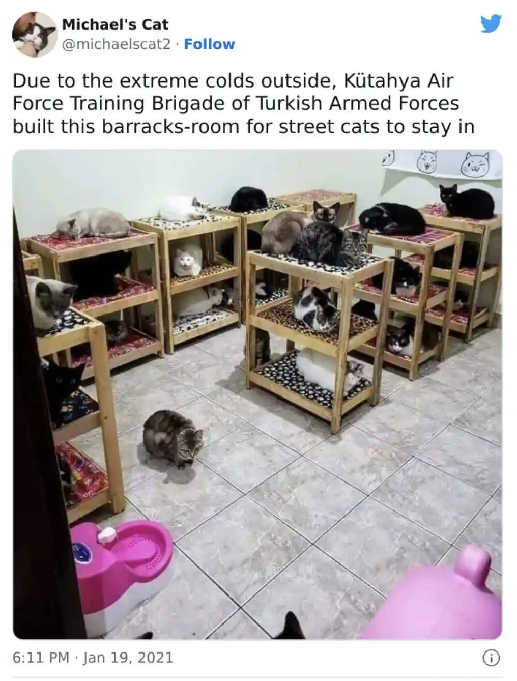 A room filled with multiple wooden, multi-tiered cat beds, each occupied by various cats of different colors and patterns…