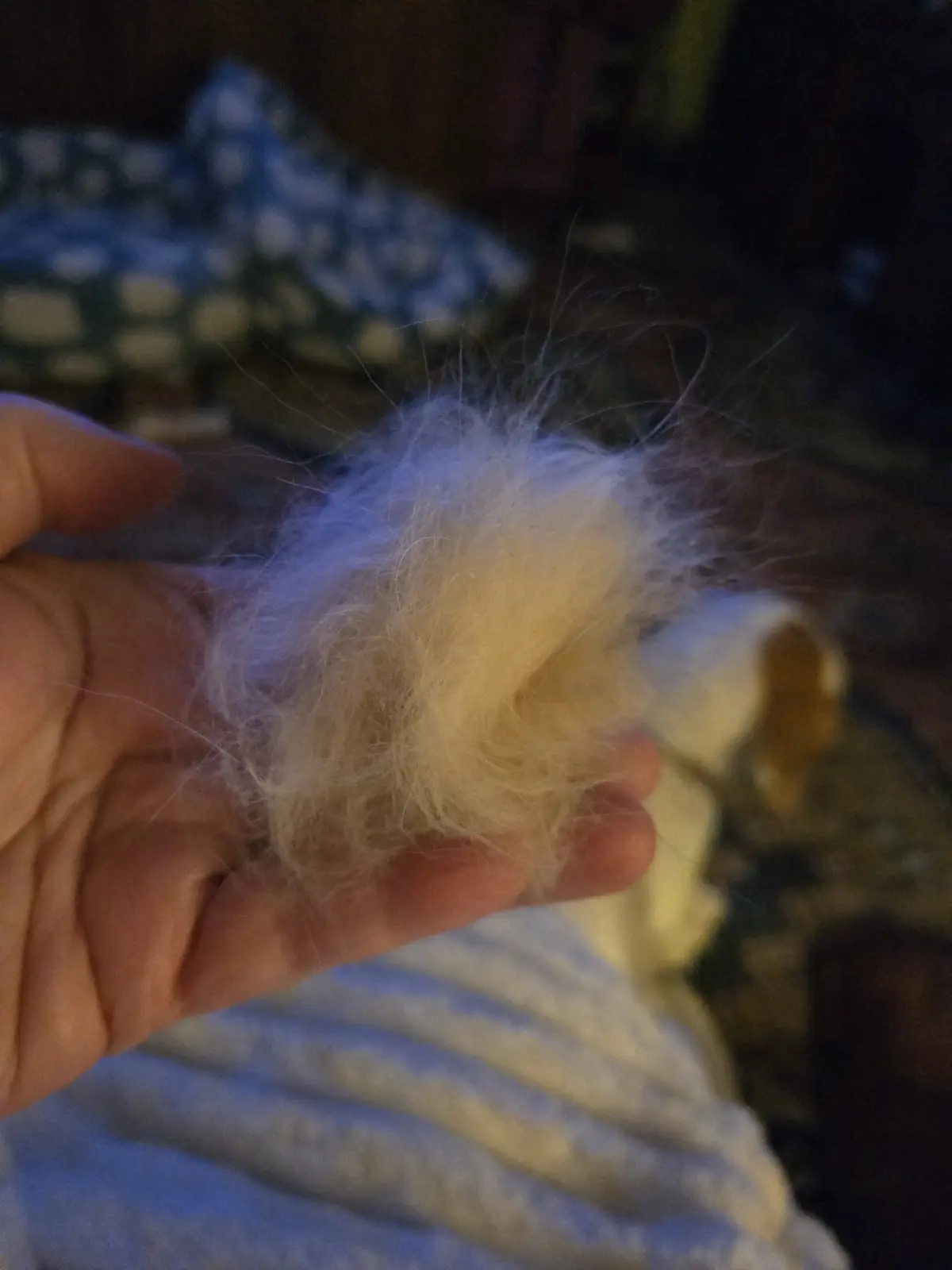 A person's hand holds a large, fluffy clump of white and light-brown pet fur, likely shed by a dog, with the dog partially…