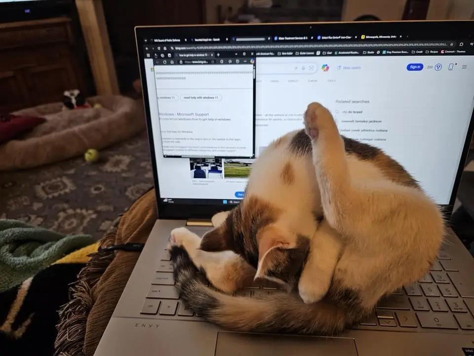A calico cat is curled up and sleeping on a laptop keyboard, with the screen displaying a Microsoft Support page for Windows…