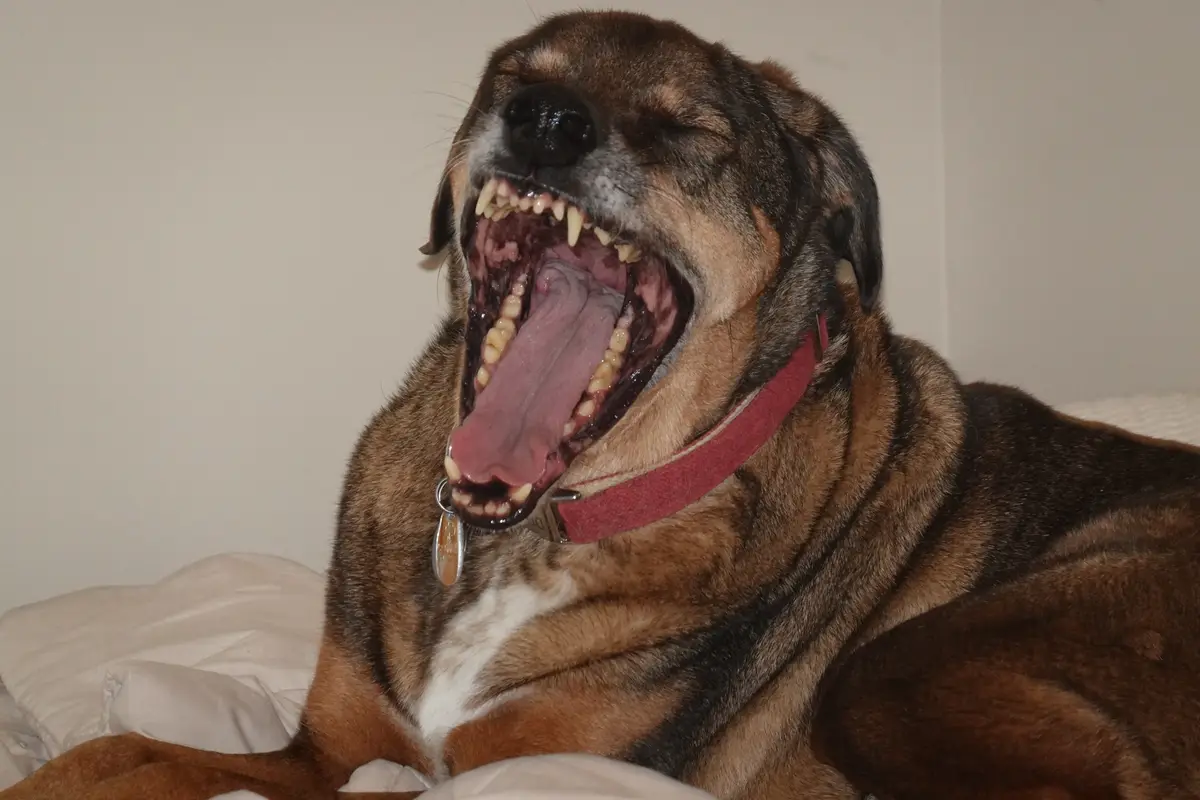 A brown and black dog with a red collar is lying on a white bed, yawning widely with its mouth open, tongue out, and teeth…