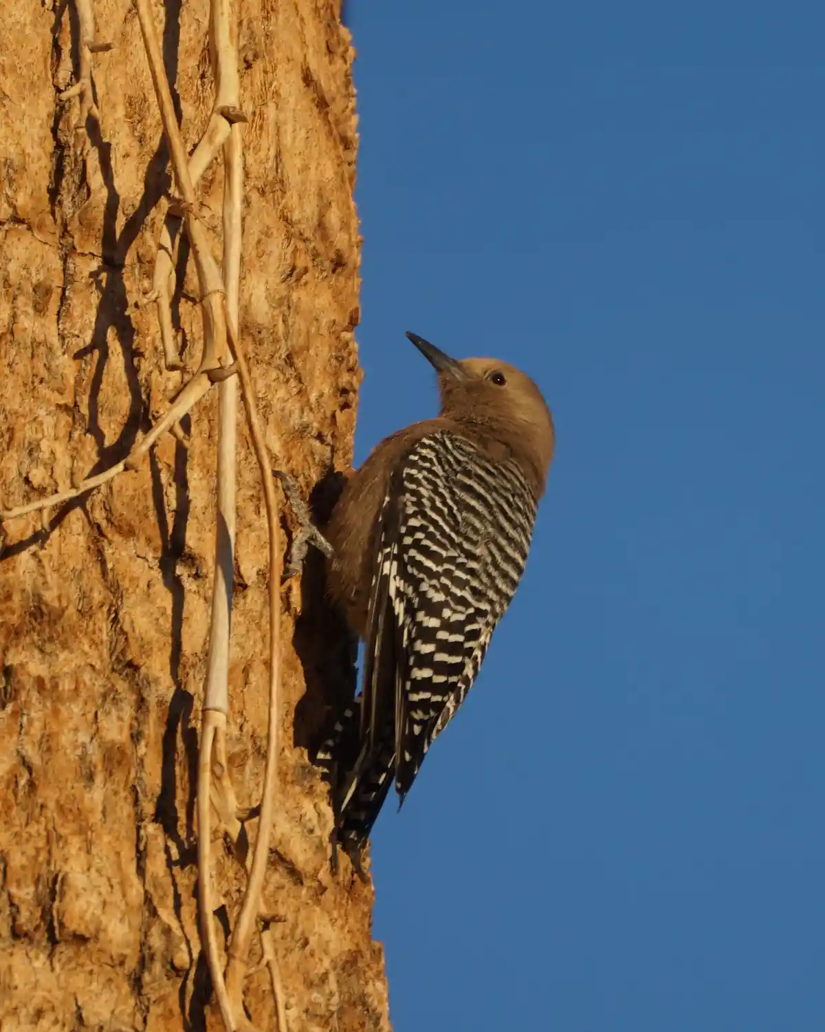 A brown woodpecker with black-and-white striped wings clings vertically to the rough, sunlit bark of a tree trunk against a…