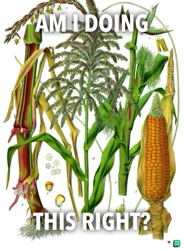 A vintage botanical illustration of corn plants showing various stages and parts, including roots, stalks, tassels, and an…