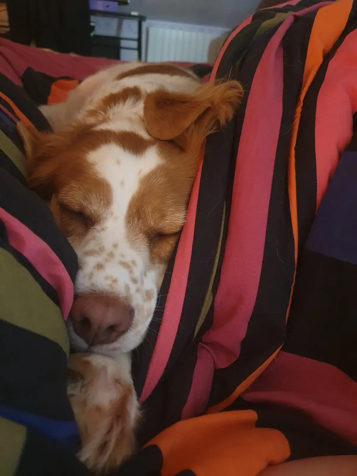 A brown and white dog is sleeping soundly with its head nestled under a colorful striped blanket, eyes closed and one paw…