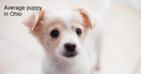 A close-up photo of a small, fluffy, light-colored puppy with large dark eyes and floppy ears, looking directly at the…