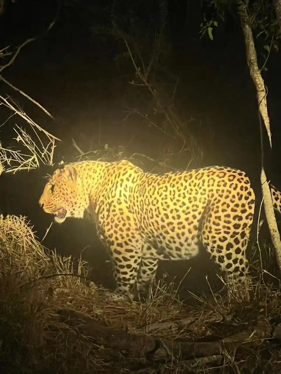 A leopard is captured at night in a dark, wooded area, illuminated by a bright light, standing in profile with its mouth…