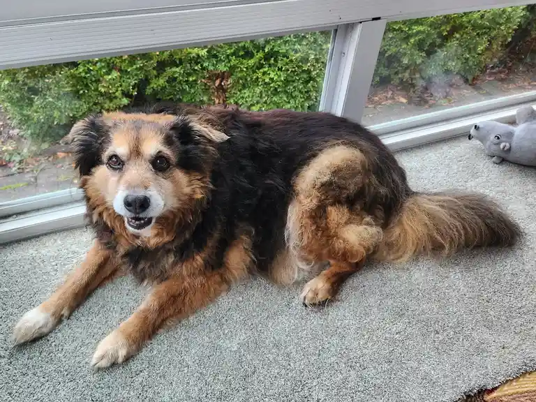 A fluffy brown and black dog lies on a gray carpet near a window, looking directly at the camera with a slightly open mouth…