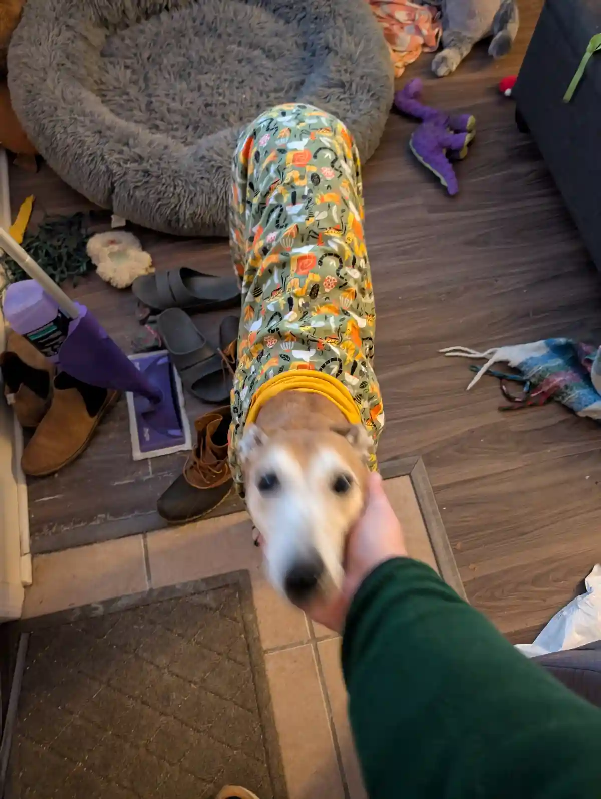 A person holds a small dog wearing colorful patterned pajama pants and a yellow shirt, making it look like a human in a dog…