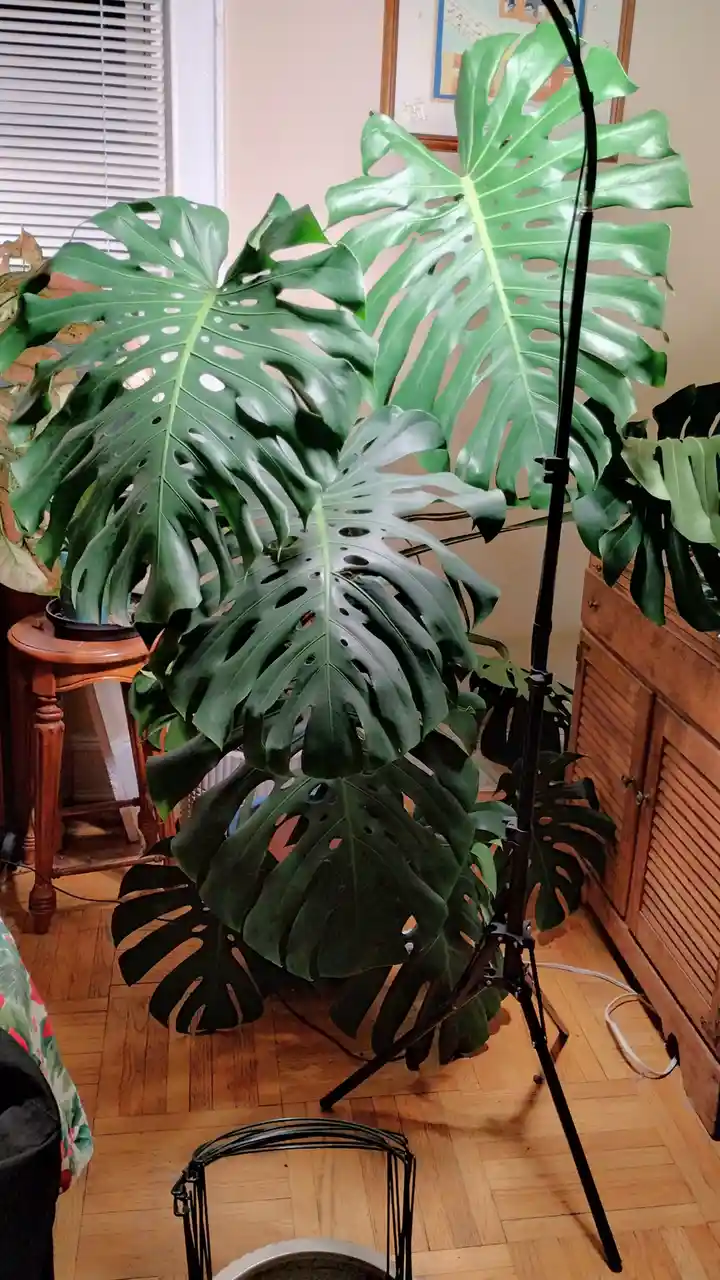 Navigating a tough time, but here's Monty the Monstera to inspire gratitude