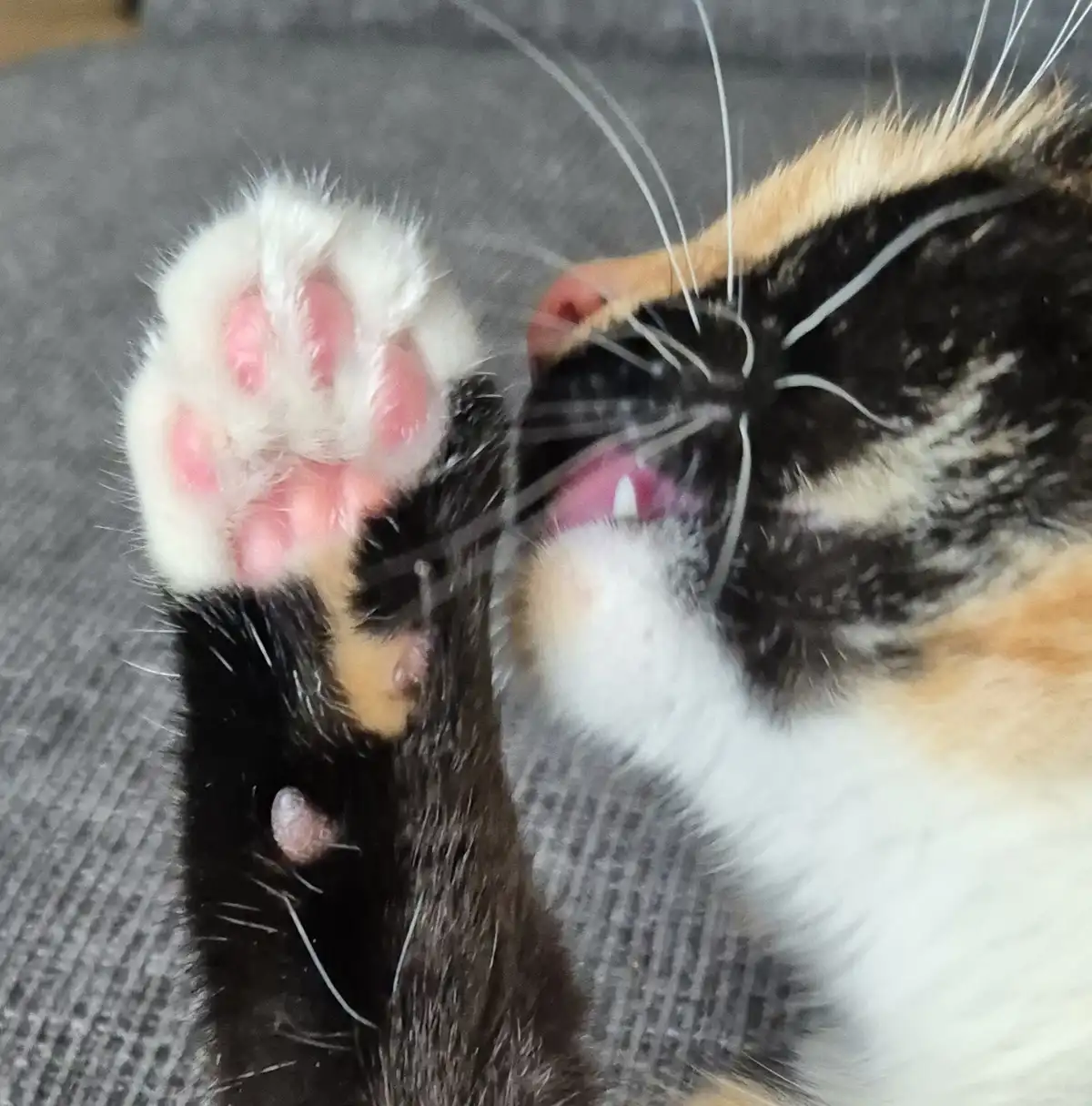 A close-up photo of a calico cat lying on its back on a gray fabric surface, showing its white paw with pink pads and its…
