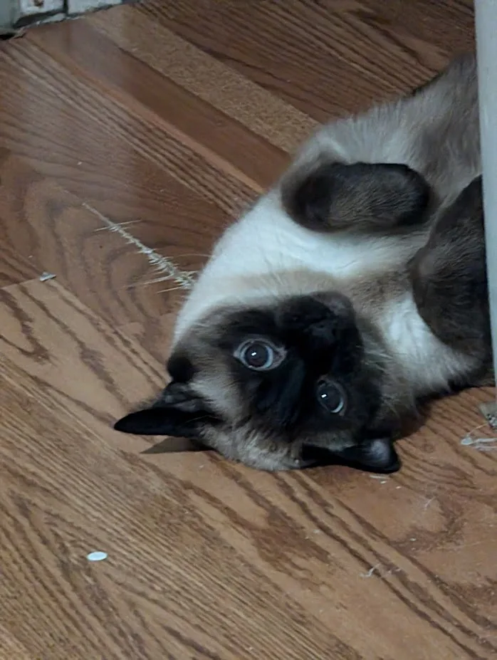 A siamese cat lies on its back on a wooden floor, looking up with wide, innocent eyes. The overlaid text reads 'i'm not…