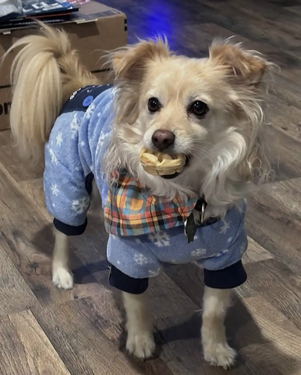 A small, fluffy, light-brown dog wearing a blue snowflake-patterned fleece outfit with a colorful plaid bib stands on a…