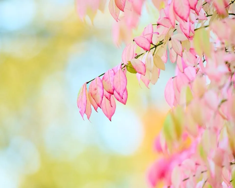 A close-up photograph of a branch with pink and pale yellow leaves against a soft, blurred background of yellow and blue…