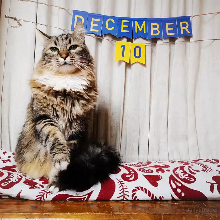 A fluffy tabby cat with green eyes sits upright on a red and white patterned blanket, looking directly at the camera with a…