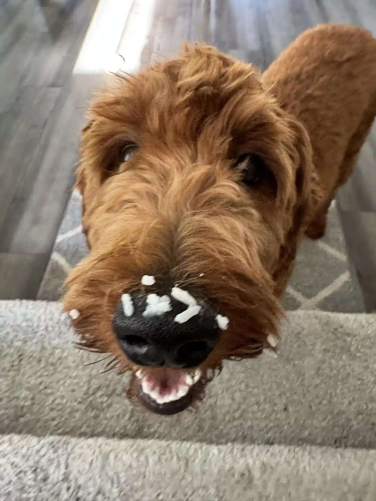 A close-up photo of a brown, fluffy dog looking up at the camera with its mouth slightly open, showing its teeth. White…