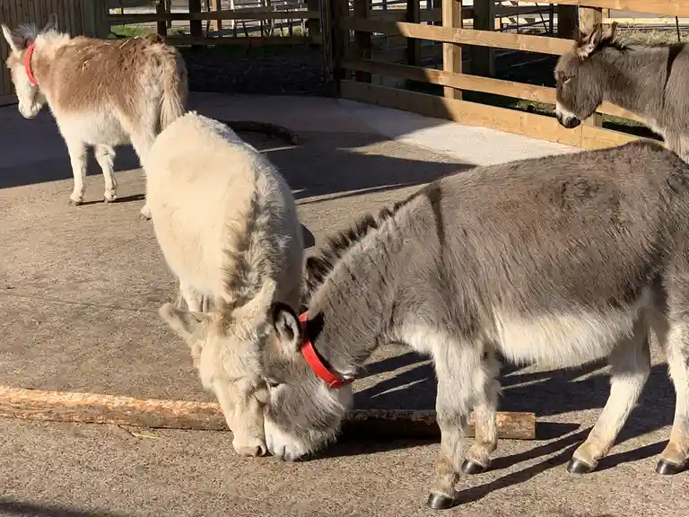 Four donkeys are in a fenced enclosure on a sunny day. Two in the foreground are nuzzling each other's heads while both wear…