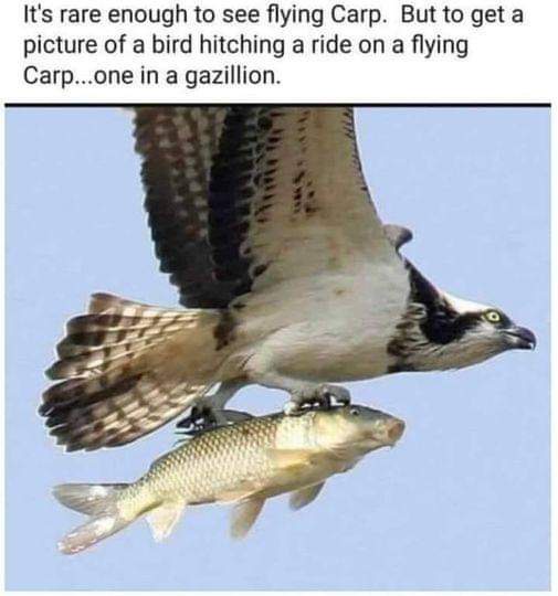 An osprey is shown in mid-flight against a clear blue sky, clutching a carp fish in its talons. The overlaid text reads…