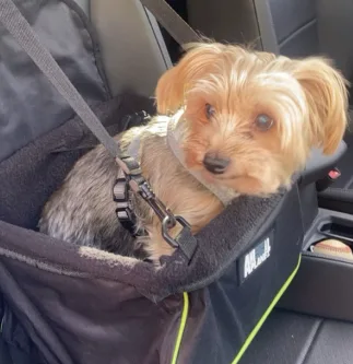 A small, fluffy Yorkshire Terrier sits in a black car seat booster with neon green trim, looking directly at the camera with…