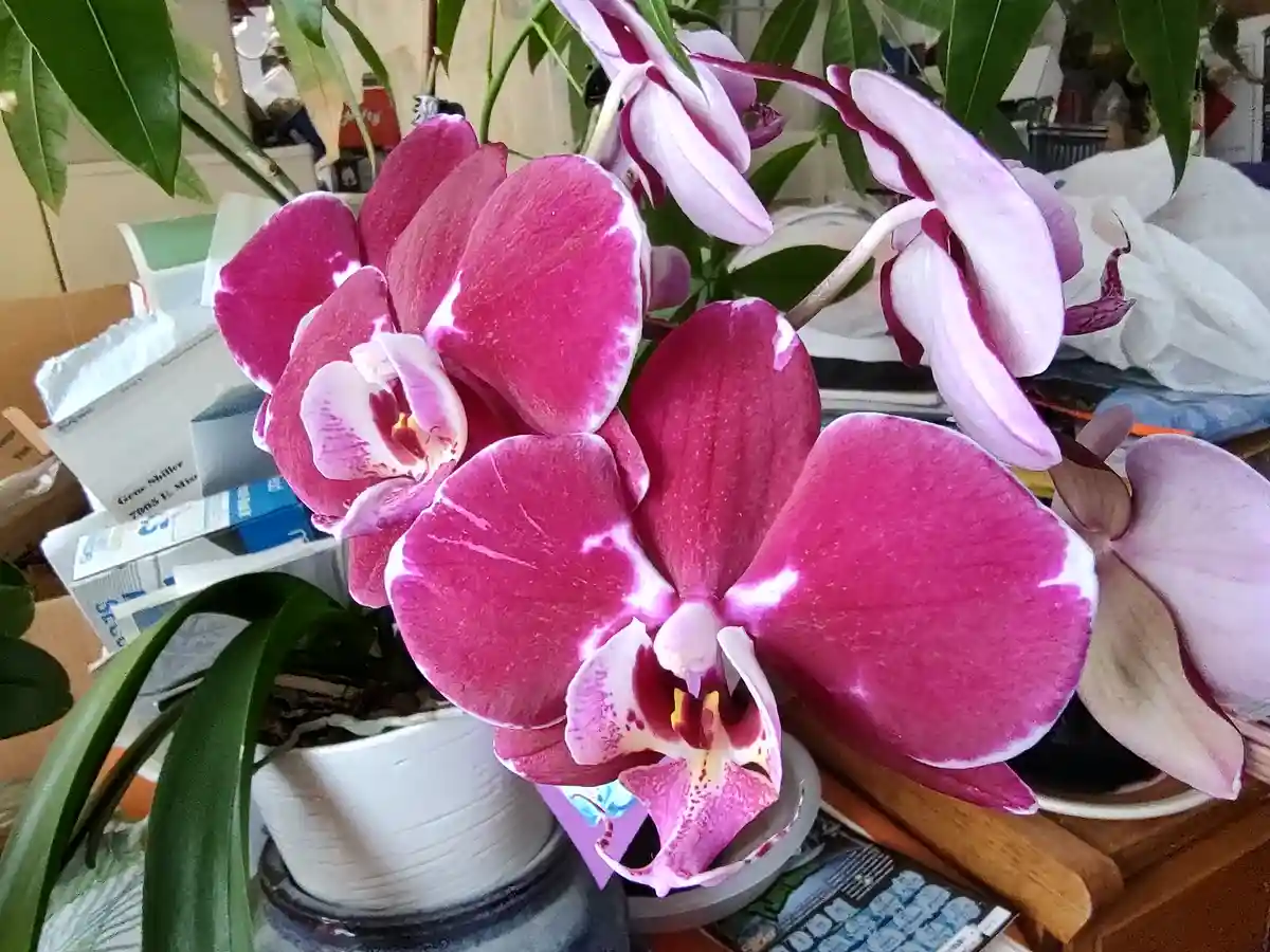 A close-up photo shows vibrant pink and white orchid flowers with green leaves, set against a cluttered background of boxes…