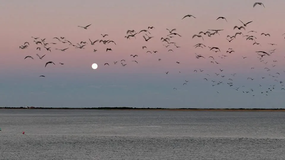 A serene landscape photo shows a flock of birds flying across a twilight sky with a full moon visible, above a calm body of…