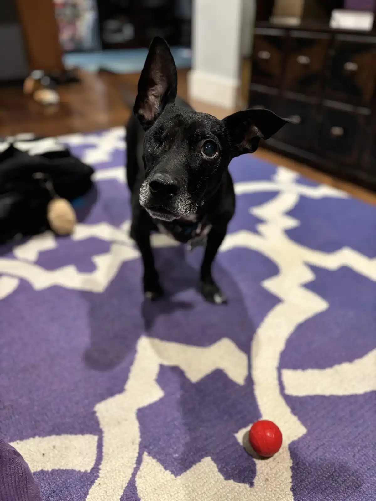 Waffles is Here to Say Hello!