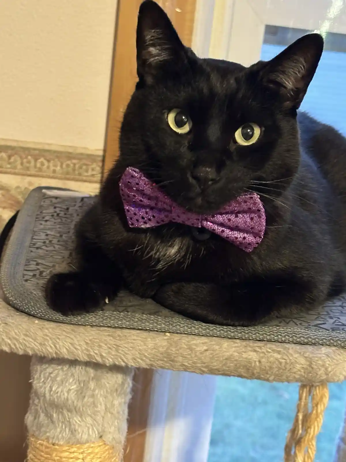 A black cat with wide, yellow eyes is lying on a cat tree platform, wearing a sparkly purple bowtie around its neck. The cat…