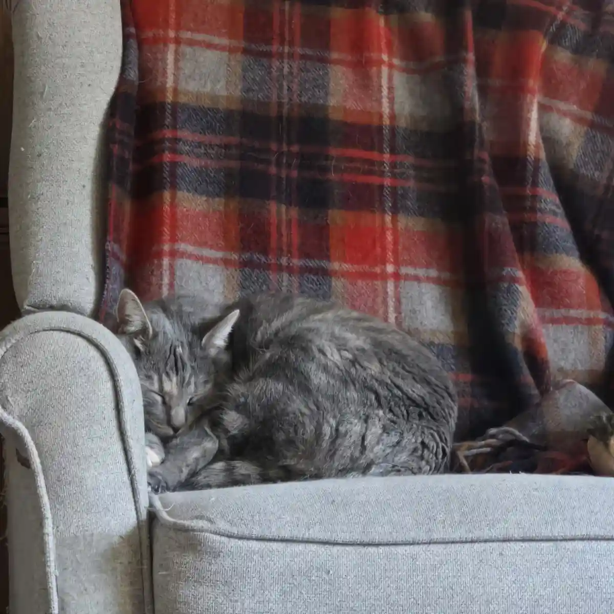 A gray tabby cat is curled up and sleeping soundly on a light gray armchair, partially covered by a red, black, and beige…