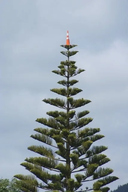 A tall, conical pine tree with a red and white traffic cone perched on its very top against a cloudy sky. The overlaid text…
