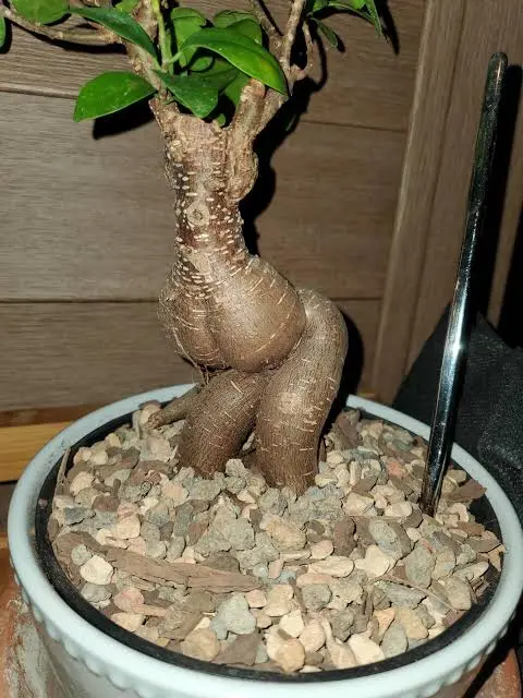 a potted plant with a thick, gnarled trunk that visually resembles a human buttocks, sitting in gravel with a metal tool…