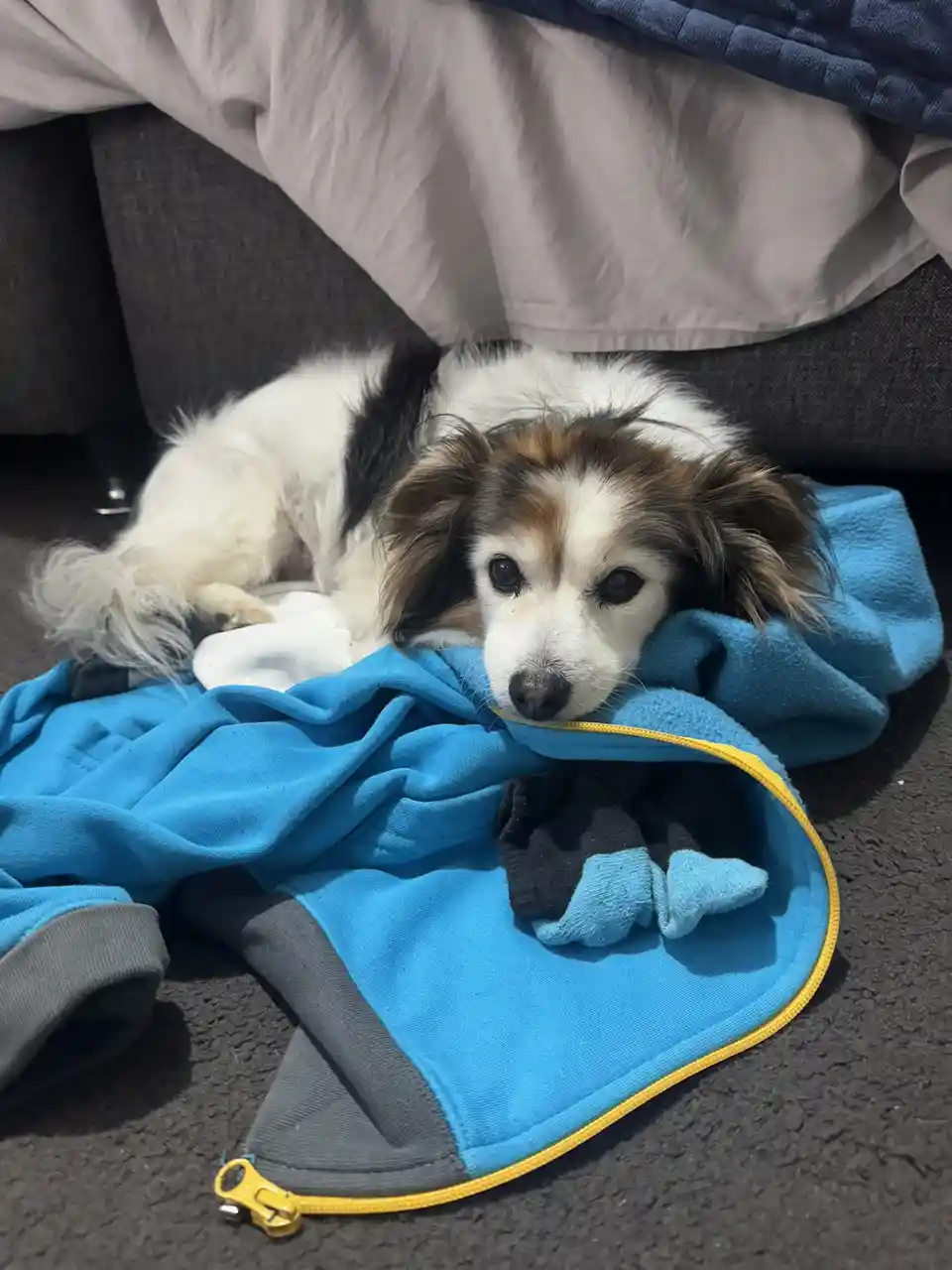 A small, fluffy dog with white, black, and brown fur lies on a blue fleece jacket with a yellow zipper, looking directly at…