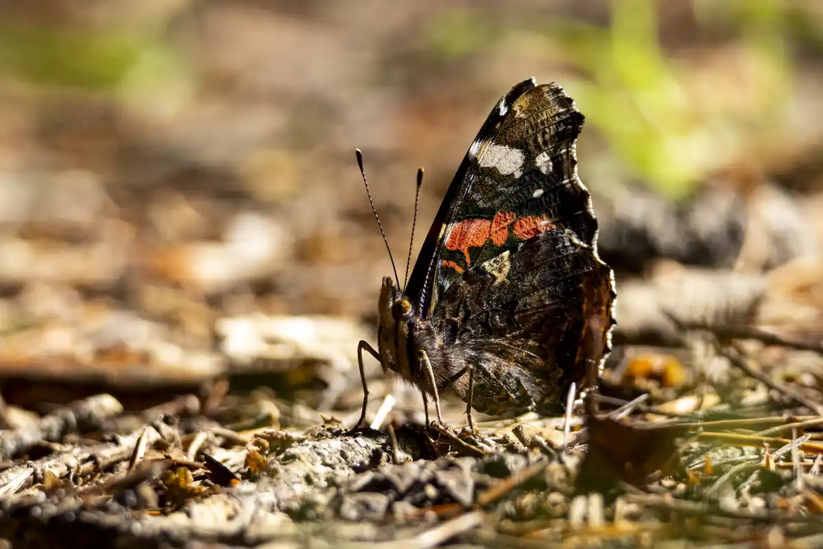 A close-up photograph shows a red admiral butterfly resting on the ground amidst dry leaves and twigs, its wings partially…