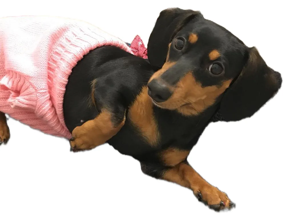 Meet Ellie Belly, the cutest companion!