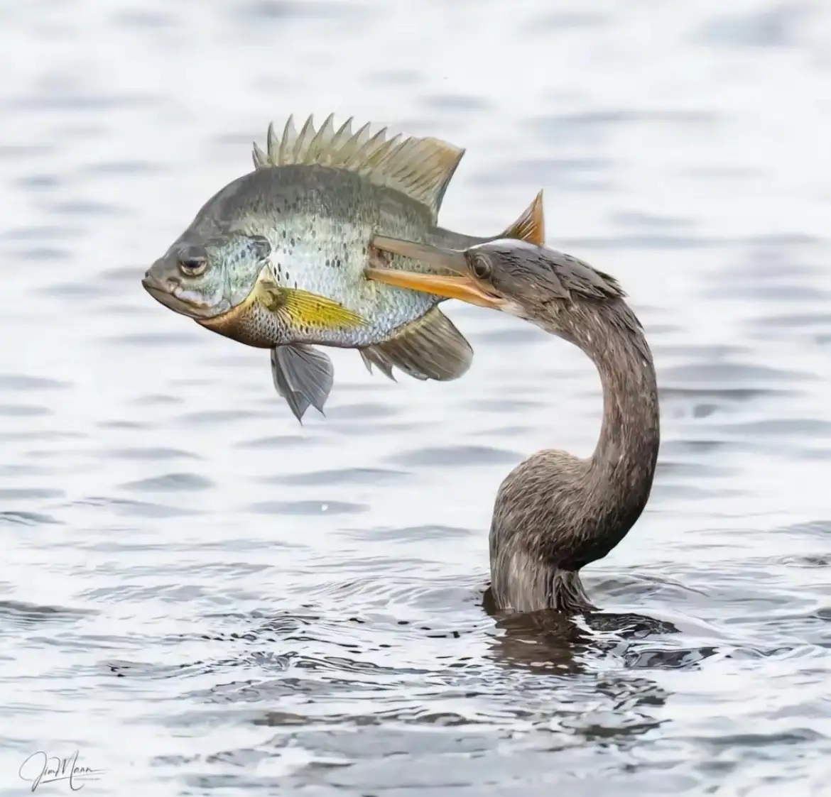 A cormorant with a long, curved neck is partially submerged in water, holding a large, speckled fish by the head in its…