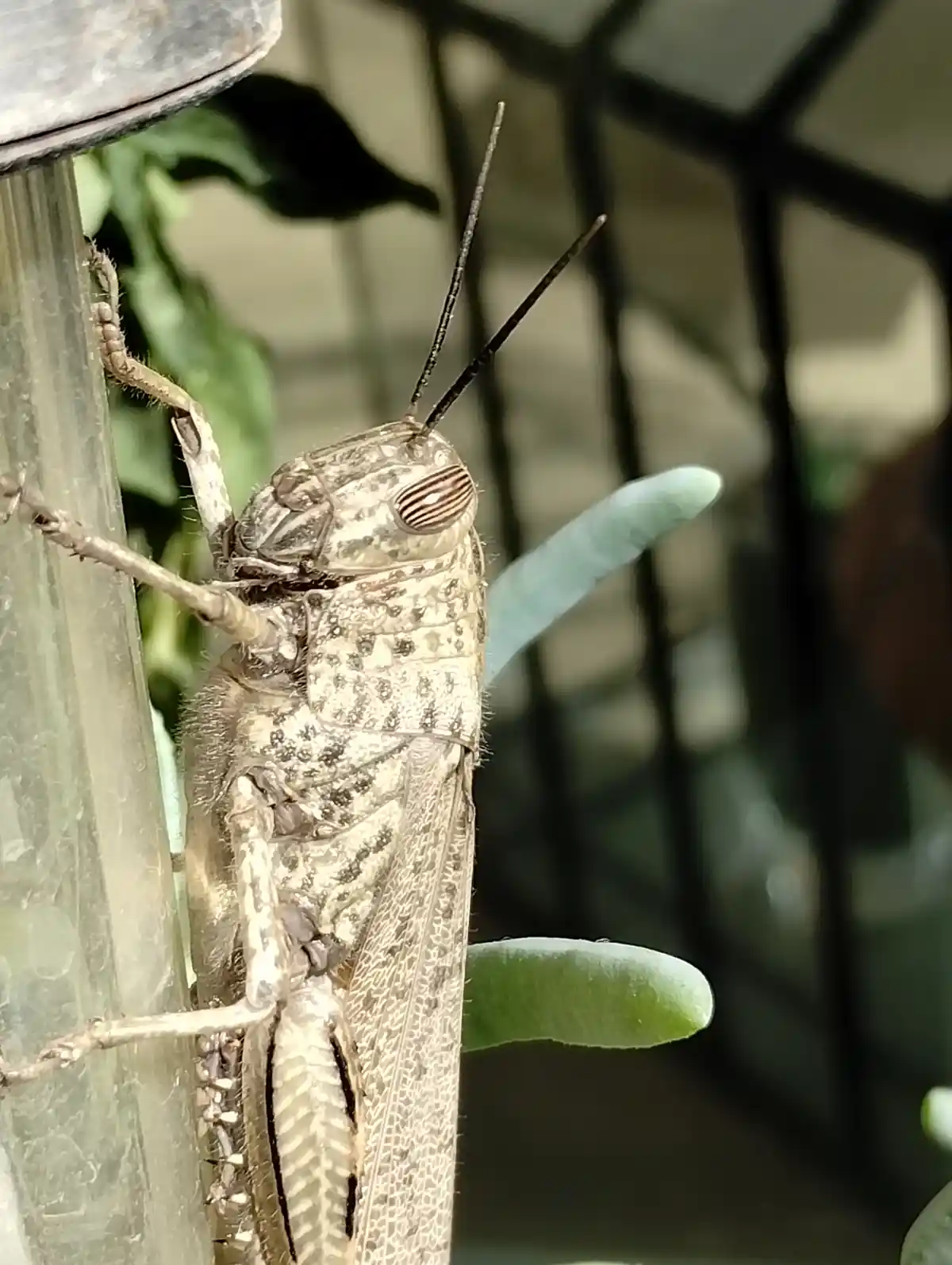 A close-up photo shows a brownish grasshopper clinging to a transparent plastic tube, with green succulent leaves and a…